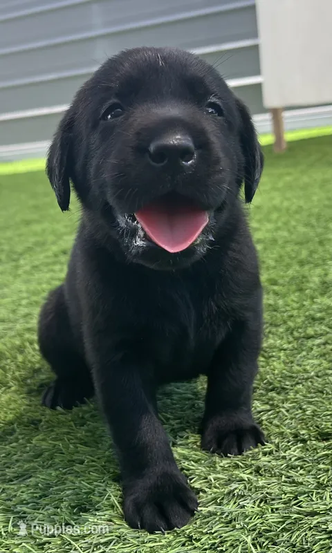 Pretzel Blk Female, a female Labrador Retriever for sale in Mulberry, FL – 1 of 6