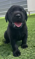 Pretzel Blk Female, a female Labrador Retriever for sale in Mulberry, FL – 1 of 6