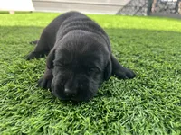 Beluga Male, a male Labrador Retriever for sale in Mulberry, FL – Photo 2 of 5