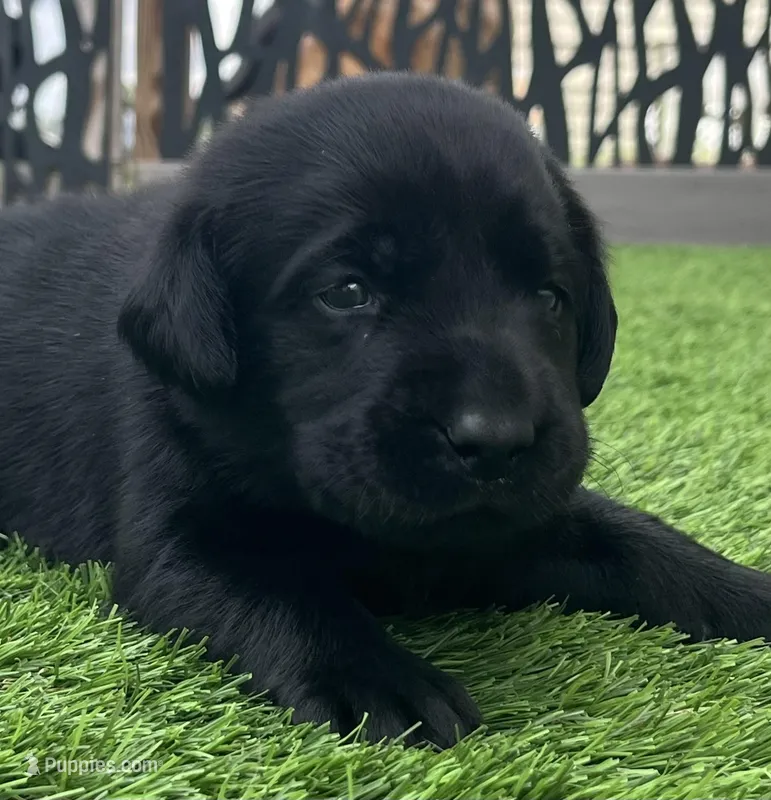 Beluga Male – Labrador Retriever puppy for sale in Mulberry, FL