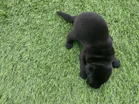 Beluga Male, a male Labrador Retriever for sale in Mulberry, FL – Photo 3 of 5