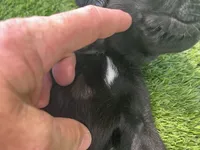 Pumpernickel Blk Female w/white chest patch, a female Labrador Retriever for sale in Mulberry, FL – 3 of 5