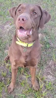 Pretzel Blk Female, a female Labrador Retriever for sale in Mulberry, FL – 6 of 6