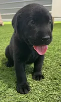 Pretzel Blk Female, a female Labrador Retriever for sale in Mulberry, FL – 2 of 6