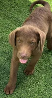 Male Hunter Green Collar, a male Chesapeake Bay Retriever for sale in Mulberry, FL – Photo 2 of 10