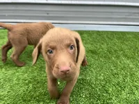 Male Hunter Green Collar, a male Chesapeake Bay Retriever for sale in Mulberry, FL – Photo 8 of 10