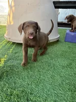 Male Hunter Green Collar, a male Chesapeake Bay Retriever for sale in Mulberry, FL – Photo 9 of 10