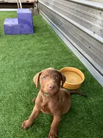 Male Hunter Green Collar, a male Chesapeake Bay Retriever for sale in Mulberry, FL – Photo 7 of 10