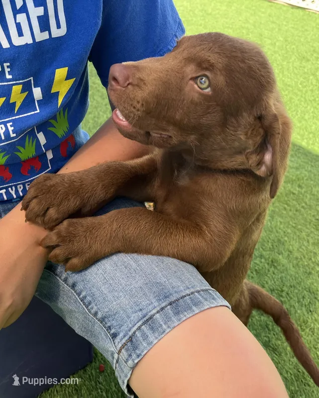 Male Hunter Green Collar, a male Chesapeake Bay Retriever for sale in Mulberry, FL – Photo 1 of 10