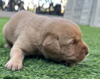 Brioche Yell/Red Male, a male Labrador Retriever for sale in Mulberry, FL – 2 of 6