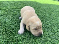 Adzuki Female, a male Labrador Retriever for sale in Mulberry, FL – Photo 2 of 5