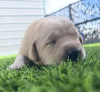 Adzuki Female, a male Labrador Retriever for sale in Mulberry, FL – Photo 1 of 5