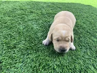 Adzuki Female, a male Labrador Retriever for sale in Mulberry, FL – Photo 3 of 5