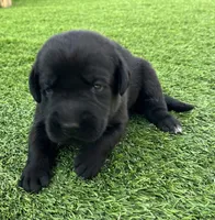 Rye Blk Male (White toes), a male Labrador Retriever for sale in Mulberry, FL – 2 of 6