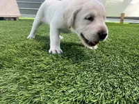 Naan White Female, a female Labrador Retriever for sale in Mulberry, FL – 3 of 4