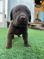 Male Silver Collar, a male Chesapeake Bay Retriever for sale in Mulberry, FL – Photo 6 of 7