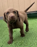 Male Silver Collar, a male Chesapeake Bay Retriever for sale in Mulberry, FL – Photo 3 of 7