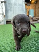 Male Silver Collar, a male Chesapeake Bay Retriever for sale in Mulberry, FL – Photo 7 of 7