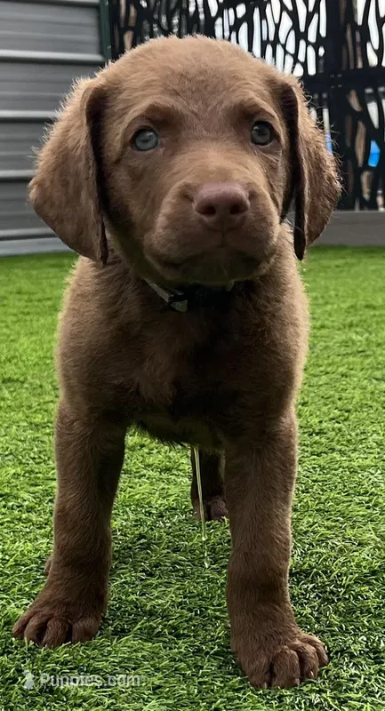 Male Silver Collar, a male Chesapeake Bay Retriever for sale in Mulberry, FL – Photo 1 of 7