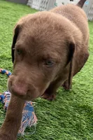 Male Silver Collar, a male Chesapeake Bay Retriever for sale in Mulberry, FL – Photo 5 of 7