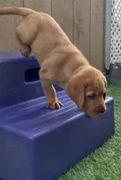 Brioche Yell/Red Male, a male Labrador Retriever for sale in Mulberry, FL – 2 of 9