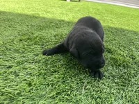 Vanilla (Bean) Female, a female Labrador Retriever for sale in Mulberry, FL – Photo 1 of 4