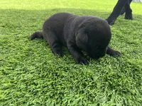 Vanilla (Bean) Female, a female Labrador Retriever for sale in Mulberry, FL – Photo 2 of 4