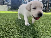 Naan White Female, a female Labrador Retriever for sale in Mulberry, FL – 4 of 4