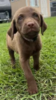 Female Purple Collar, a female Chesapeake Bay Retriever for sale in Mulberry, FL – Photo 7 of 10