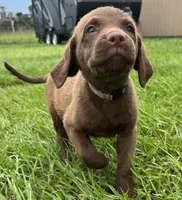 Female Purple Collar, a female Chesapeake Bay Retriever for sale in Mulberry, FL – Photo 6 of 10