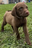 Female Purple Collar, a female Chesapeake Bay Retriever for sale in Mulberry, FL – Photo 8 of 10