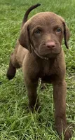 Female Purple Collar, a female Chesapeake Bay Retriever for sale in Mulberry, FL – Photo 3 of 10