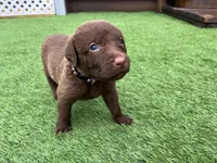 Female Purple Collar, a female Chesapeake Bay Retriever for sale in Mulberry, FL – Photo 9 of 10