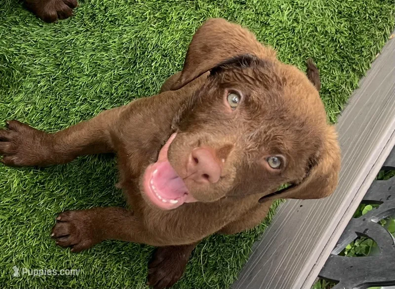 Female Purple Collar, a female Chesapeake Bay Retriever for sale in Mulberry, FL – Photo 1 of 10
