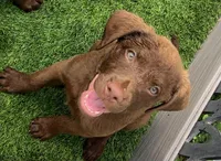 Female Purple Collar, a female Chesapeake Bay Retriever for sale in Mulberry, FL – Photo 1 of 10
