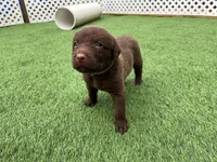 Female Purple Collar, a female Chesapeake Bay Retriever for sale in Mulberry, FL – Photo 10 of 10