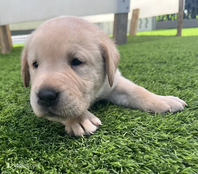 Cornbread Yellow Male – Labrador Retriever puppy for sale in Mulberry, FL