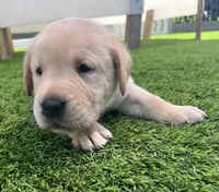 Cornbread Yellow Male, a male Labrador Retriever for sale in Mulberry, FL – 1 of 6