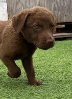 Male Org Collar, a male Chesapeake Bay Retriever for sale in Mulberry, FL – Photo 4 of 10