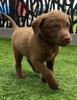Male Org Collar, a male Chesapeake Bay Retriever for sale in Mulberry, FL – Photo 2 of 10
