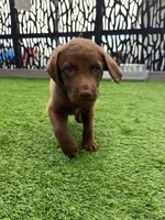 Male Org Collar, a male Chesapeake Bay Retriever for sale in Mulberry, FL – Photo 6 of 10