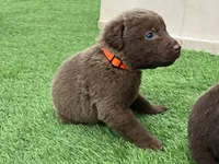 Male Org Collar, a male Chesapeake Bay Retriever for sale in Mulberry, FL – Photo 9 of 10