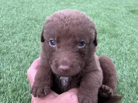 Male Org Collar, a male Chesapeake Bay Retriever for sale in Mulberry, FL – Photo 7 of 10