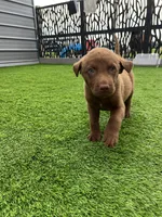 Male Org Collar, a male Chesapeake Bay Retriever for sale in Mulberry, FL – Photo 5 of 10
