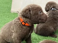 Male Org Collar, a male Chesapeake Bay Retriever for sale in Mulberry, FL – Photo 10 of 10