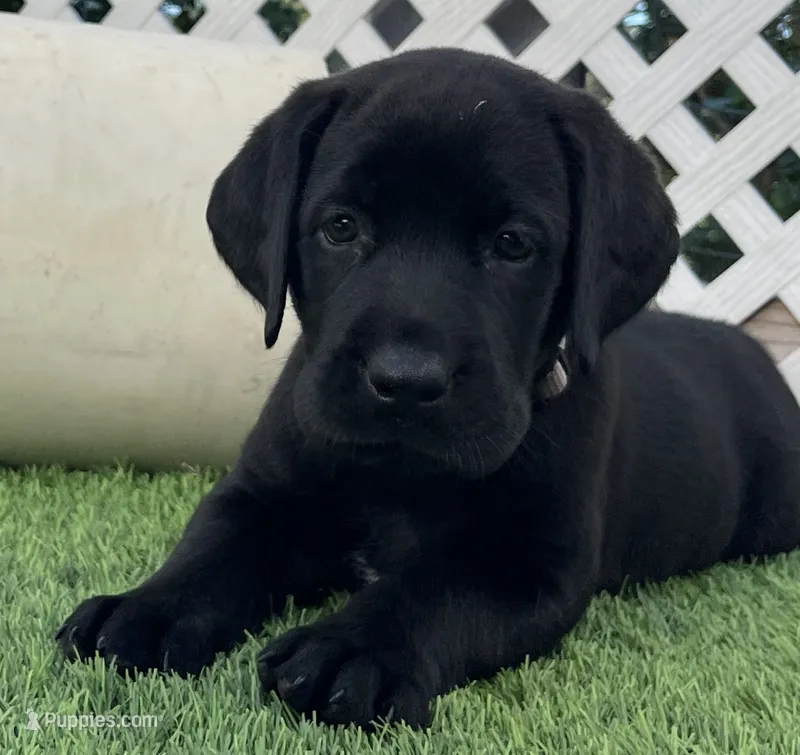Pumpernickel Blk Female w/white chest patch – Labrador Retriever puppy for sale in Mulberry, FL