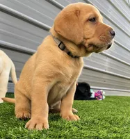 Brioche Yell/Red Male, a male Labrador Retriever for sale in Mulberry, FL – 3 of 9