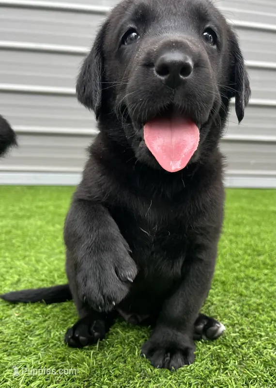 Rye Blk Male (White toes) – Labrador Retriever puppy for sale in Mulberry, FL
