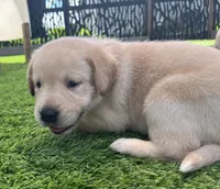 Cornbread Yellow Male, a male Labrador Retriever for sale in Mulberry, FL – 4 of 6