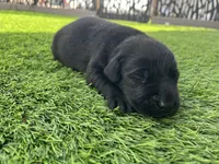Pigeon Male, a male Labrador Retriever for sale in Mulberry, FL – Photo 1 of 4